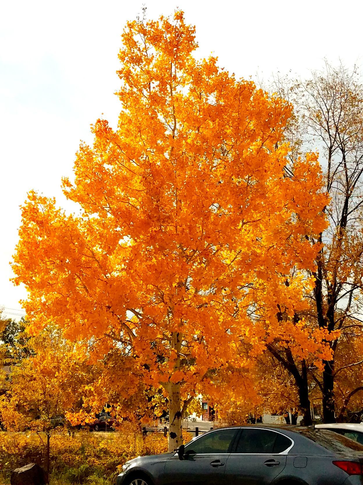 Crisp Colors